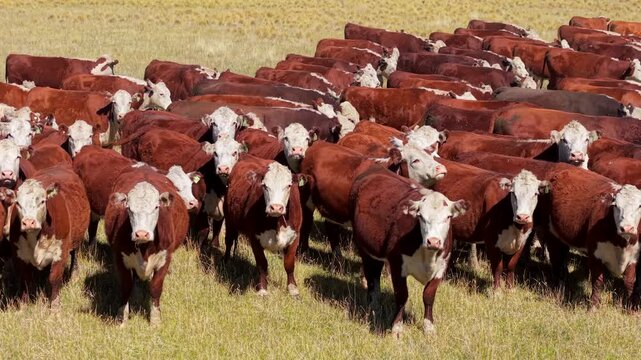 Vacas en los campos de la estepa patagonica - Cows in the fields of the Patagonian steppe