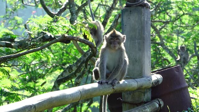 Handheld documentary shot of a wild long-tailed macaque (Macaca fascicularis) sitting and scratching on a bamboo bridge railing at Mount Kelud crater, Kediri, East Java, Indonesia, southeast Asia.
