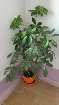 Schefflera in orange pot on tile, lush glossy compound leaves cascading from slender trunk, sunlit corner with pale walls