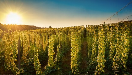 Fototapeta premium sunlit bavarian hops field close up with golden glow