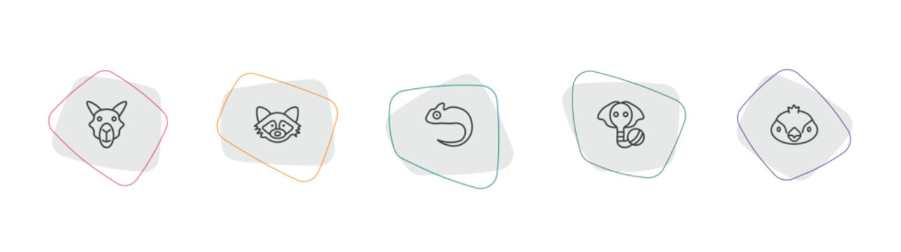 animals outline icon set. linear vector for ui, web and mobile. thin line camel, racoon, chameleon icons.