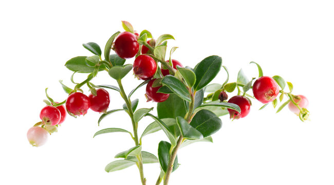 Fresh cowberry berries with leaves, isolated on white background. Ripe cranberry, cowberry, lingonberry. Clipping path.