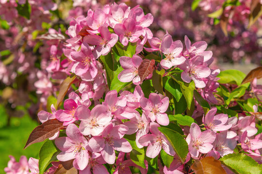 Cluster of pink crabapple flowers flowering on garden tree