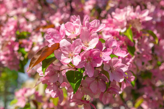 Close up pink crabapple blooms opening on leafy branch