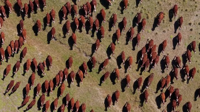 Toma cenital de las vacas en los campos de la estepa patagonica
