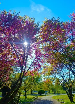 Pink blossom tree in the park with sun rays in green nature park and outdoors spring background