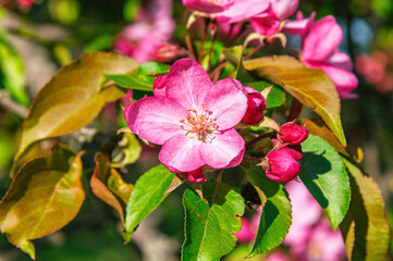 Obraz premium Close up pink apple blossom with buds and glossy leaves in morning light