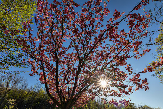 Fr&uuml;hling
