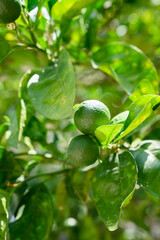 Fototapeta premium Fresh green limes ripening on a tree branch in a sunny garden. Organic citrus fruits growing in a plantation. Concept of agriculture, healthy food, vitamin C, organic farming, gardening