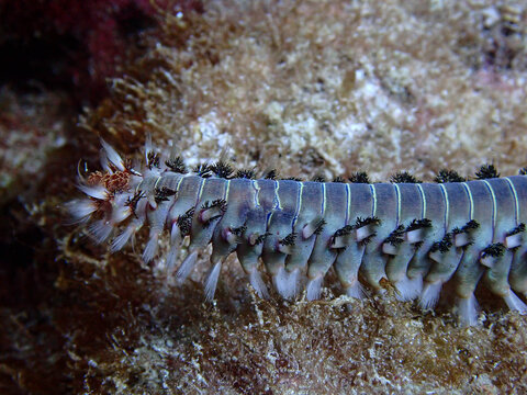 Bearded fireworm close up underwater macro