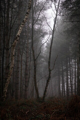 Obraz premium V shaped tree in misty woodland setting