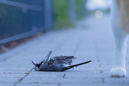 a white wagtail (Motacilla alba) laying dead in front of a house cat, which was killing the songbird
