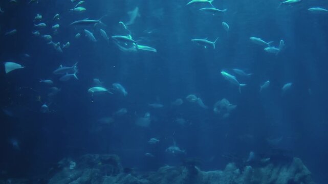 Fish and stingray swimming in large saltwater aquarium. Beautiful coral reef ecosystem with school of tropical aquatic life, 4k