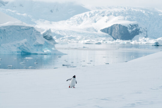 View of a solitary Gentoo penguin walking across a vast snow-covered landscape with icebergs and mountains in Antarctica.