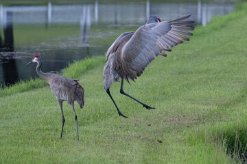 Fototapeta premium Sandhill Crane Spreading Wings Beside Another Crane Near Pond