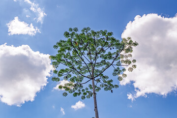Fototapeta premium Low angle view of a tall tropical tree with unique circular leaf patterns under a bright blue sky with white fluffy clouds