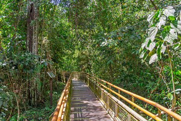 Fototapeta premium Scenic view of a metal boardwalk path winding through the dense tropical rainforest of Iguazu National Park, offering a safe trail for tourists to explore the jungle nature