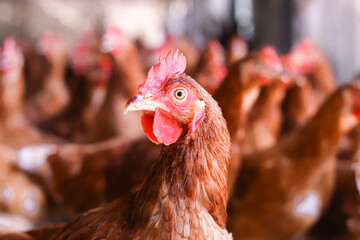 Close up of brown chicken in chicken farm © maybeiii