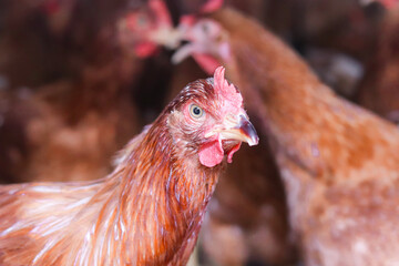 Close up of brown chicken in chicken farm © maybeiii