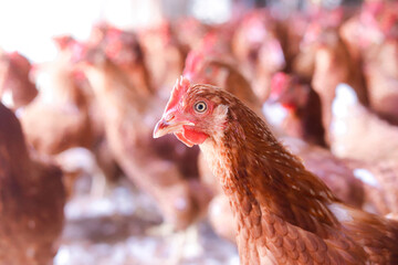 Close up of brown chicken in chicken farm © maybeiii