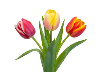 Fototapeta premium Three vibrant tulips in a fresh and lively bouquet arrangement
