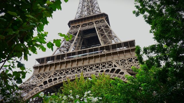 Low angle view of the Eiffel Tower framed by green trees and white flowers in Paris