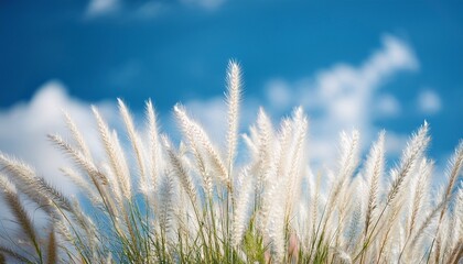 Fototapeta premium white grass flower under soft blue sky