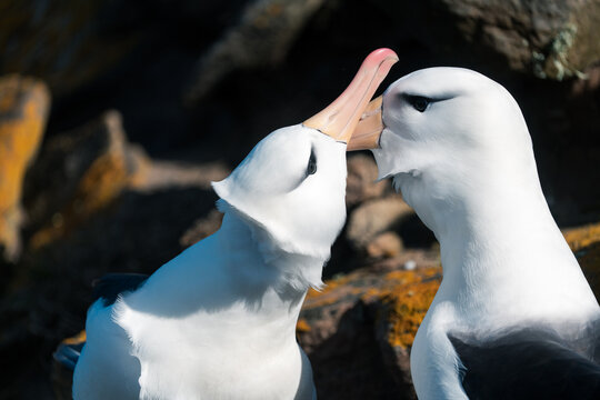 View of two black-browed albatrosses engaged in courtship billing behavior on the rocky cliffs of West Point Island Falkland Islands.