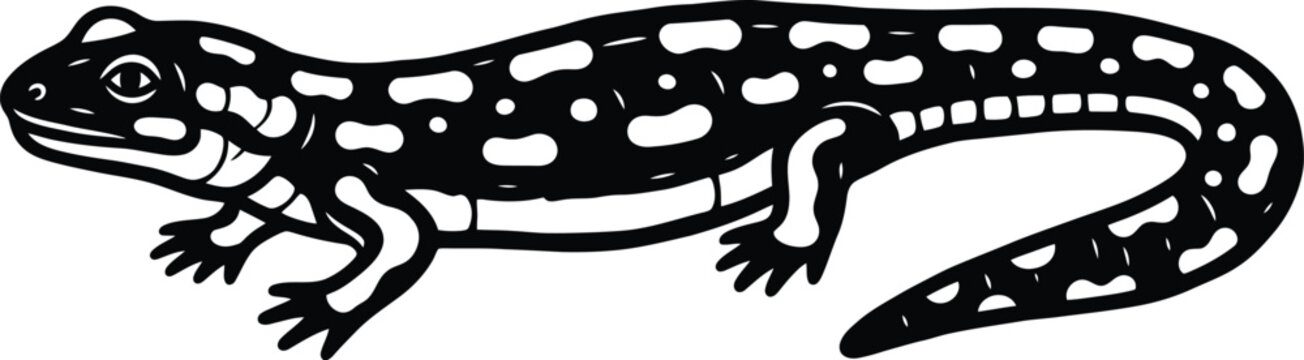 Vintage illustration of a western whiptail lizard in black and white