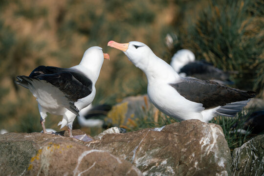 View of two black-browed albatrosses interacting on a rocky outcrop with green tussock grass in the background at West Point Island, Falkland Islands.