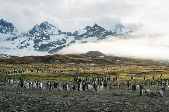 View of a massive colony of king penguins on the rocky shores of Saint Andrew's Bay with snow-capped mountains and mist-covered peaks in the background South Georgia and the South Sandwich Islands.