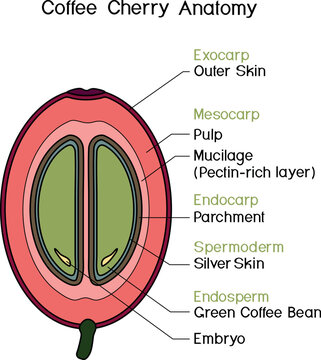 Anatomy of a Coffee Cherry (Coffea arabica) with cross section diagram showing seed layers