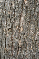 Fototapeta premium Tree bark texture with deep grooves