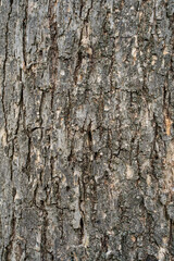 Fototapeta premium Tree bark texture with deep grooves