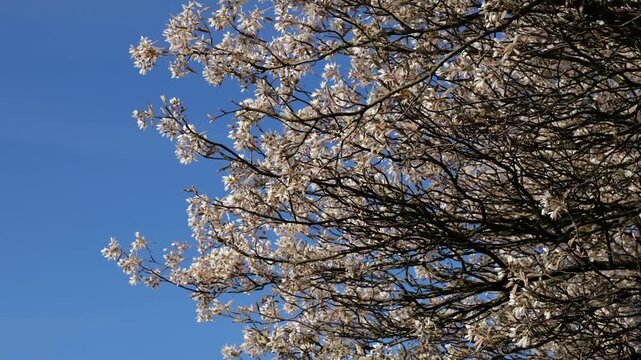 Blooming Juneberry Tree Canopy and Blue Sky