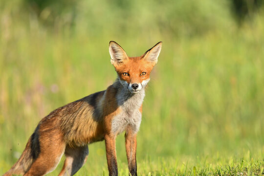 Fuchs 