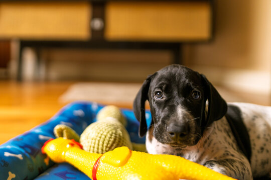 Puppy relaxing with new yellow chicken toy
