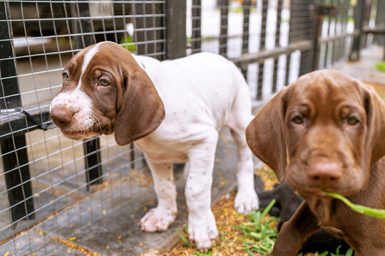 Bracco italiano puppies playing outdoors in enclosure