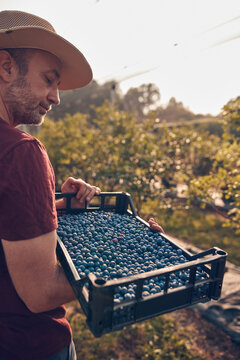 Farmer picking fresh blueberries on a farm.