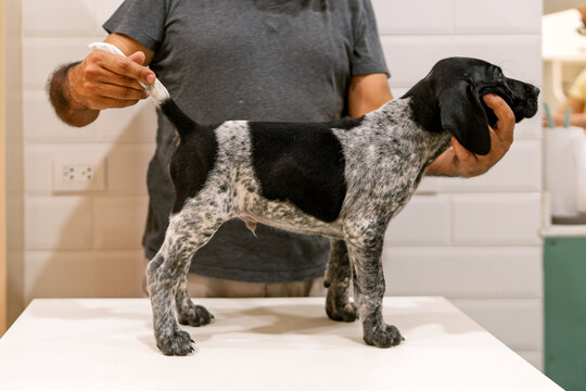 Owner grooming cute german shorthaired pointer puppy