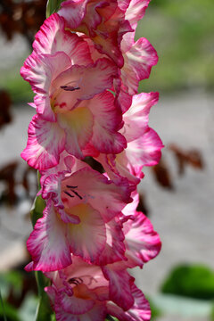 Blume Gladiole (Gladiolus)