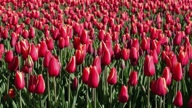 Close-up of Mixed Red and Yellow Tulip Rows