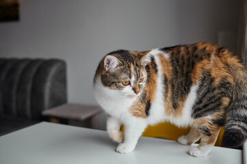 Calico cat with orange, black, and white fur walking on a white table in a modern living room with a gray sofa and soft furnishings in the background © mikeosphoto