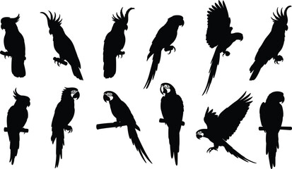 Parrot silhouettes vector set. Exotic tropical birds collection. Black cockatoo and macaw shapes in different poses, flying and sitting, wildlife illustration pack. © ALFINI
