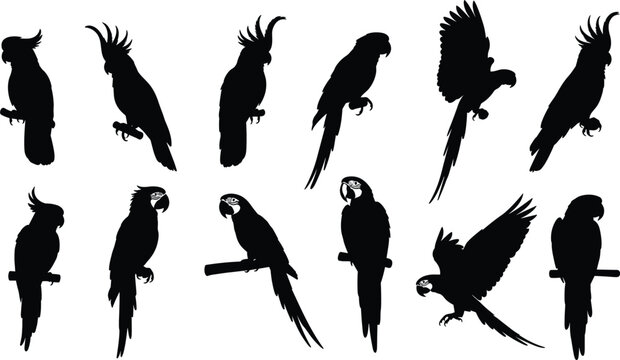 Parrot silhouettes vector set. Exotic tropical birds collection. Black cockatoo and macaw shapes in different poses, flying and sitting, wildlife illustration pack.