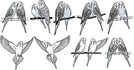 Parrot sketch vector set. Budgerigar birds collection in different poses. Hand drawn line art parrots sitting and flying, detailed wildlife illustration pack. © ALFINI