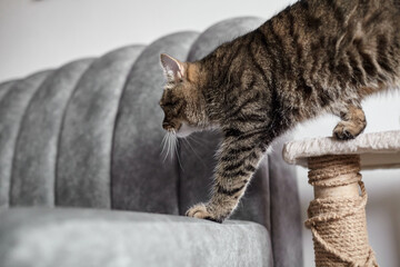 Tabby cat walking on a scratching post next to a gray upholstered couch in a modern living room setting with soft lighting and minimalistic decor © mikeosphoto
