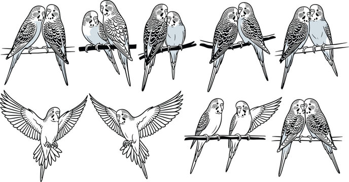 Parrot sketch vector set. Budgerigar birds collection in different poses. Hand drawn line art parrots sitting and flying, detailed wildlife illustration pack.