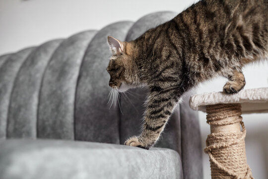 Tabby cat walking on a scratching post next to a gray upholstered couch in a modern living room setting with soft lighting and minimalistic decor