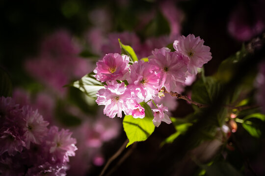 Rosa bl&uuml;hende Zierkirsche in der Abendsonne